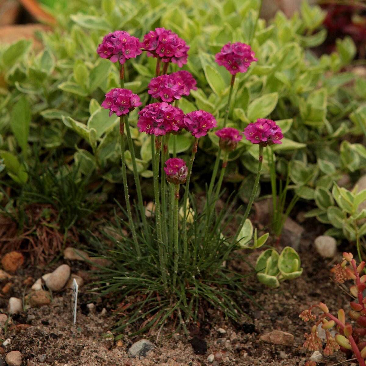    Армерия 'Армада Роз'