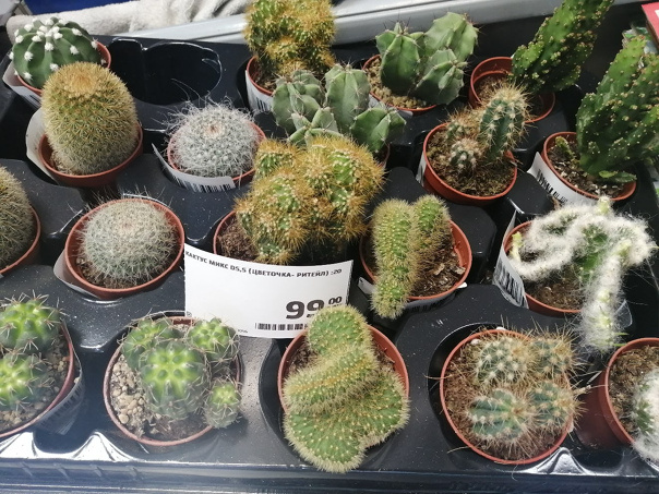 Суккуленты у кассы супермаркетов
