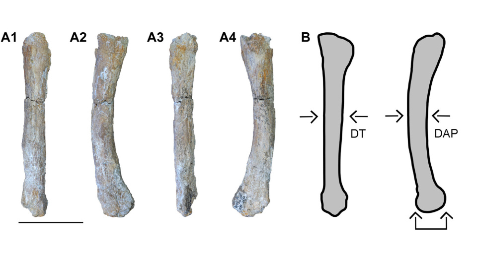   Alessio Iannucci et al. / Journal of Quaternary Science, 2024