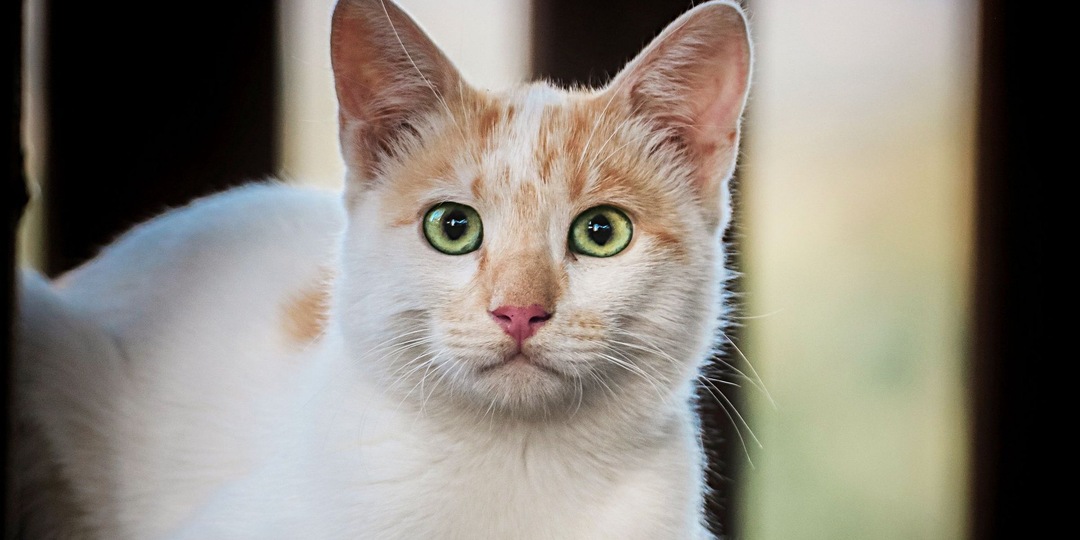 Почему кот смотрит в глаза человеку и мяукает
