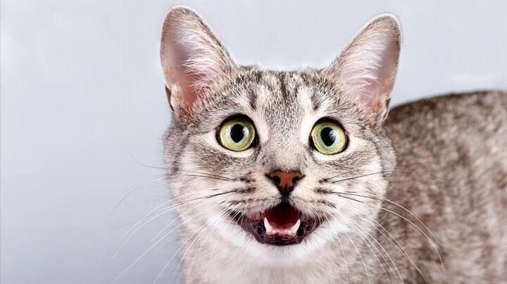 Фото из Интернета. 