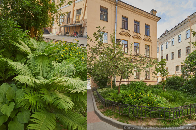 Папоротники во дворе