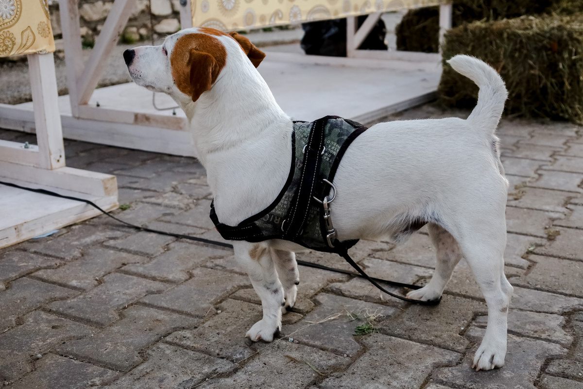 В Петербурге могут ввести новые запреты по выгулу собак.  Фото: Елена Майорова