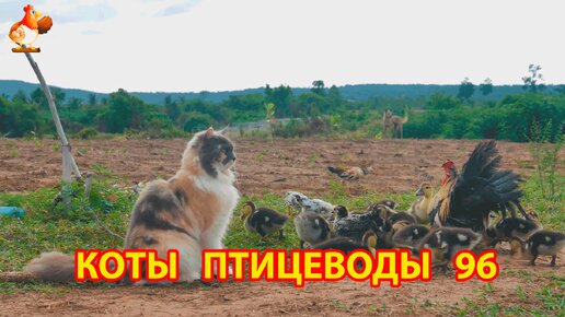 Пушистые коты птицеводы Айс и Ася (серия 96) 🪿🦆🐓 Серама петушок и утята с цыплятами около Кошки 🐥🐤😹