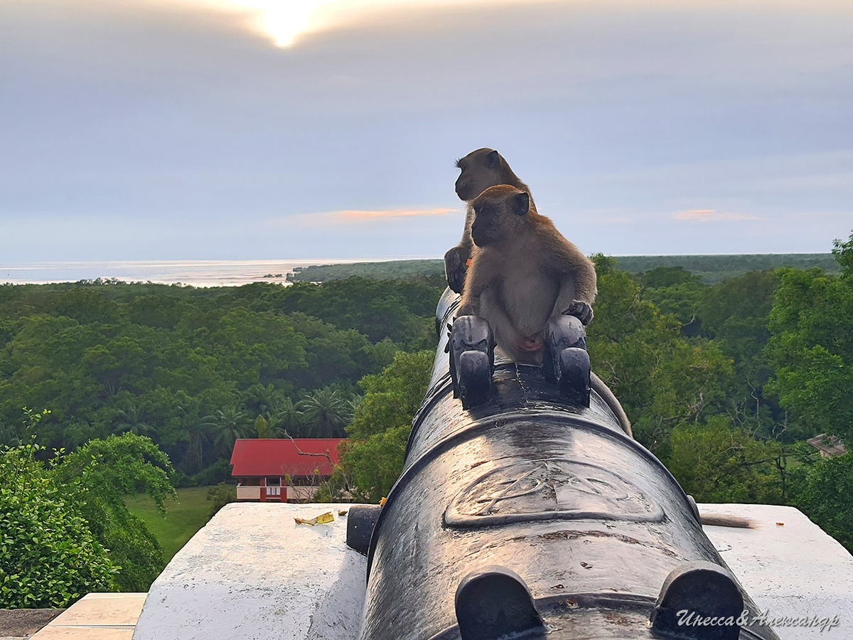Приматы разных видов населяют Букит Малавати. Стражи всегда начеку!