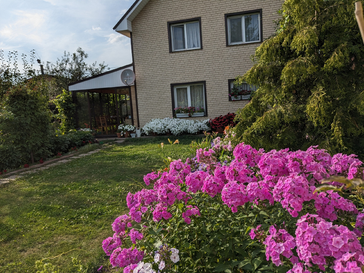 Флокс метельчатый, сорт ждет опознания