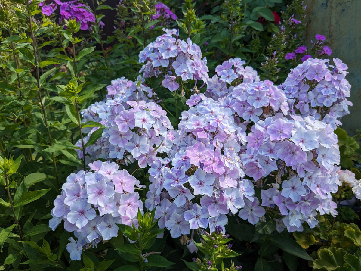 Флокс метельчатый, сорт Гжель