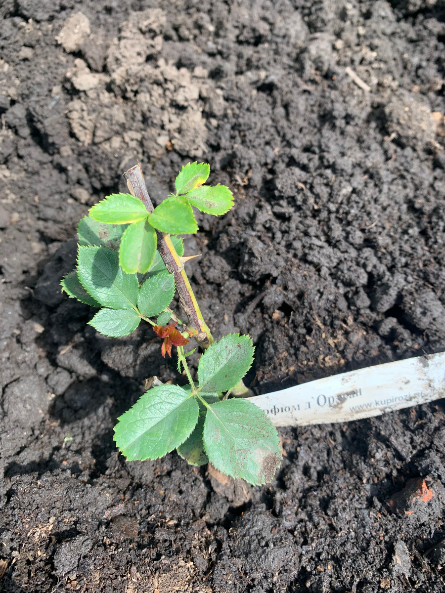 роза Парфюм де Орлеан, фото автора