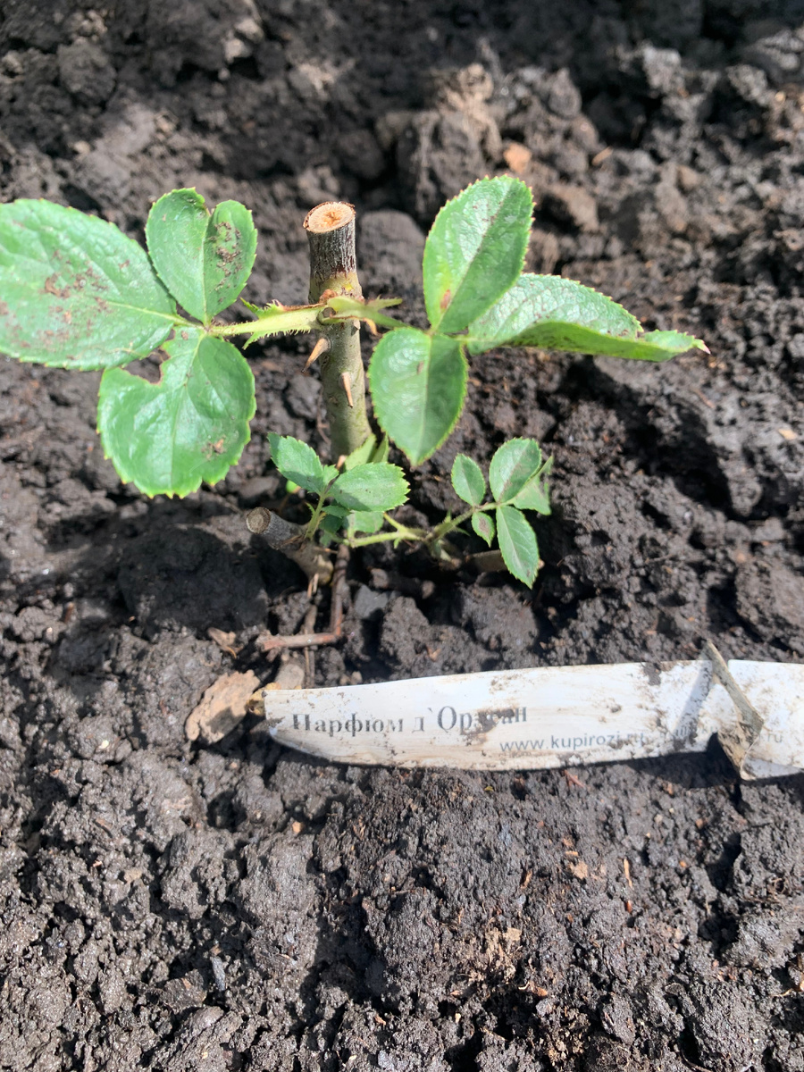 в галерии 2 фото