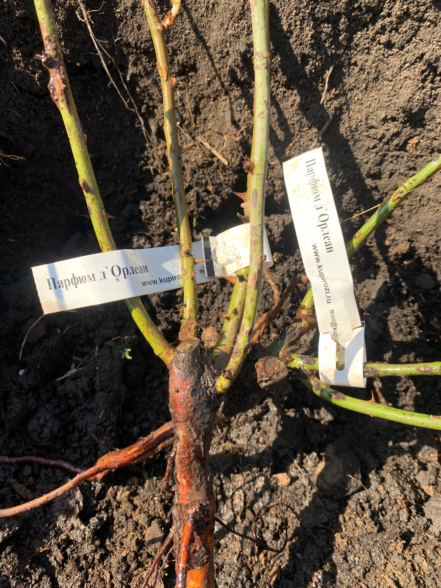 роза Парфюм де Орлеан, фото автора