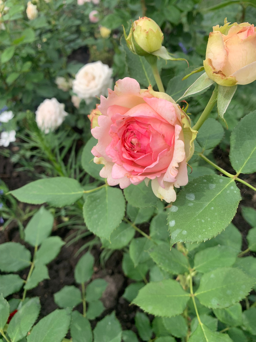 роза Боттичелли, фото автора