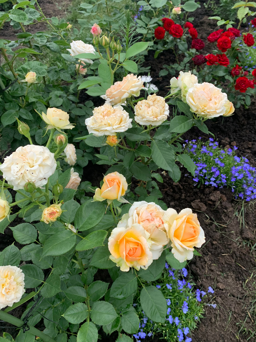 роза Женевьев Орси, все фото автора