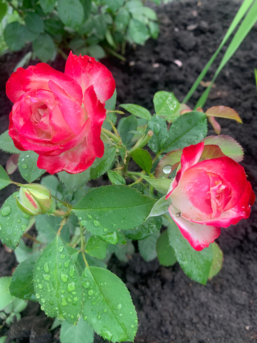 роза Юбилей принца Монако, все фото автора