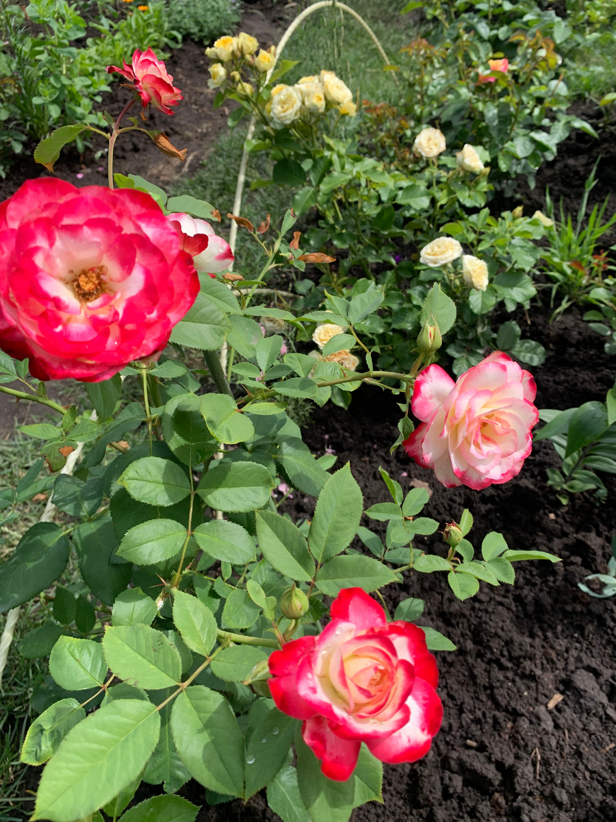 Первый куст розы Юбилей принца Монако.