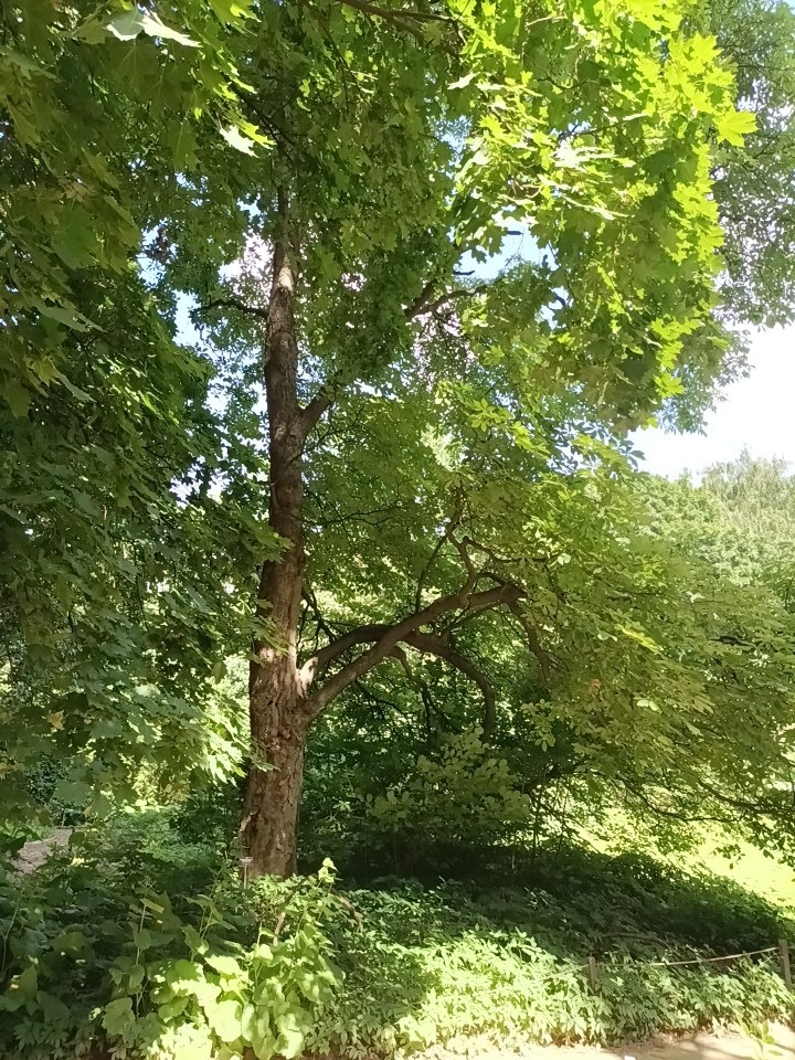 Аптекарский огород