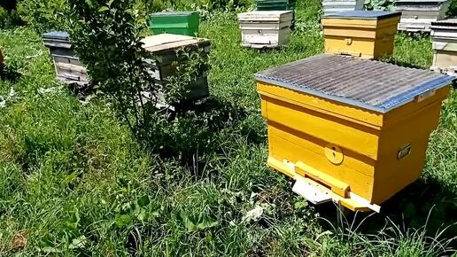Обзор пасеки на 25 июня 2024 г. холод, но пчела идет тяжёлая.