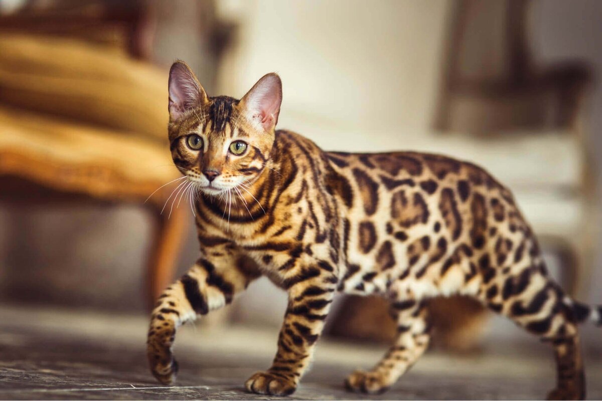 В мире существует множество пород кошек, каждая из которых обладает своей уникальной красотой и шармом.-2