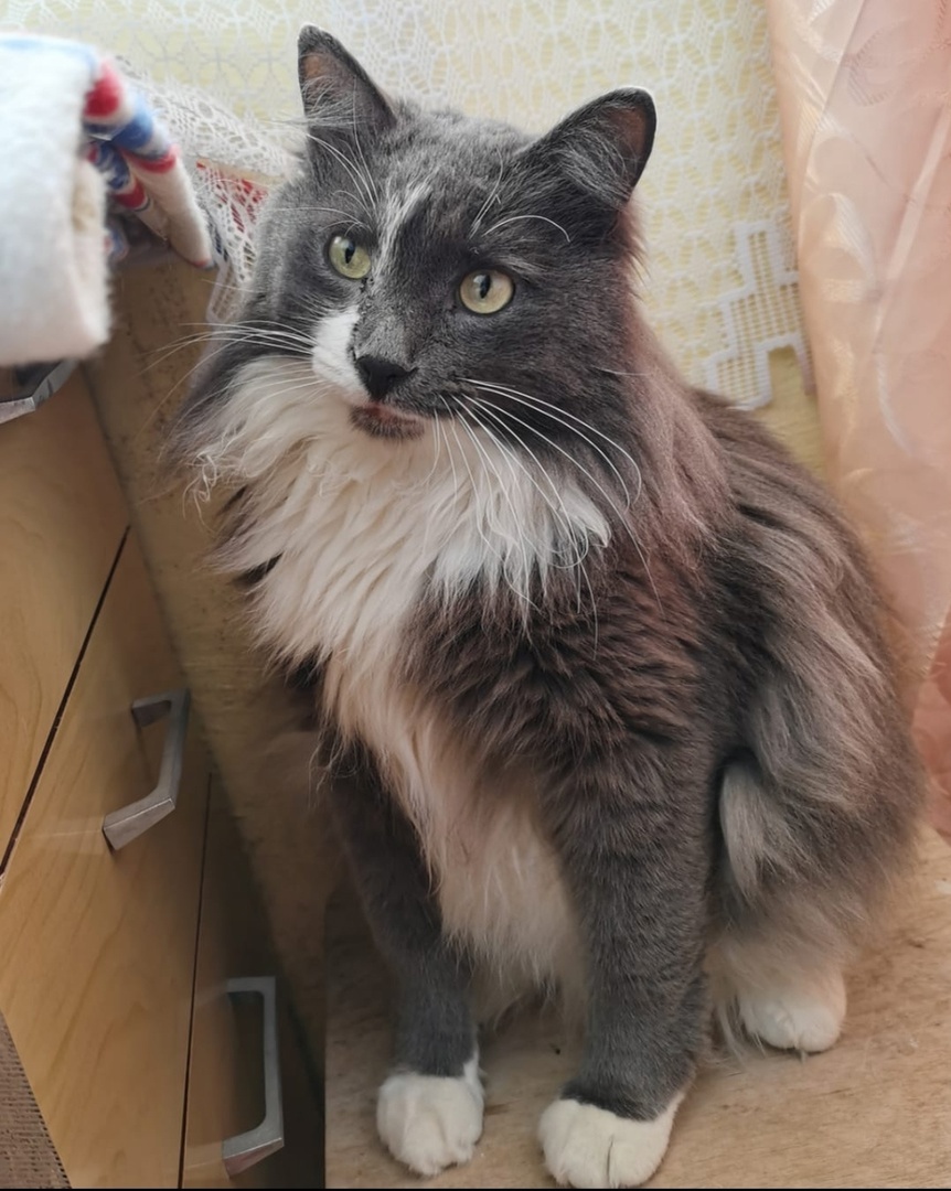 Жоффрей сейчас