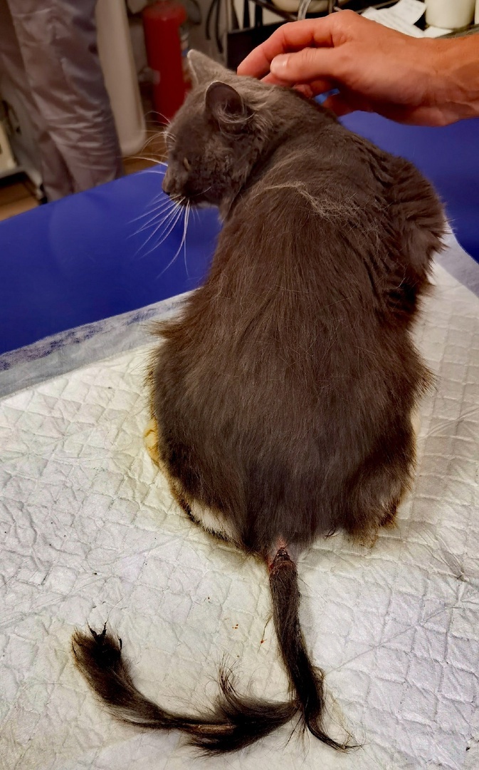 Хвостик до ампутации