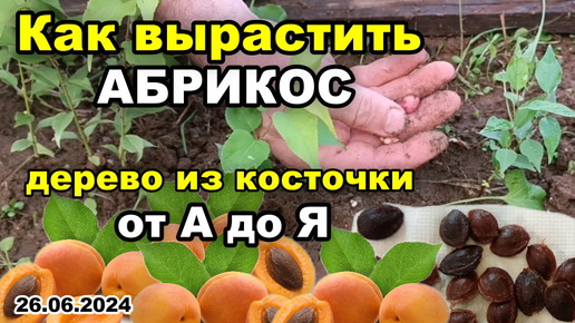 РЕЗУЛЬТАТ посадки КОСТОЧКИ абрикоса. Как вырастить АБРИКОС. Дерево из косточки от А до Я. 26.06.2024