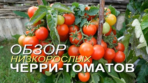 Урожайные НИЗКОРОСЛЫЕ ТОМАТЫ для выращивания в горшках.