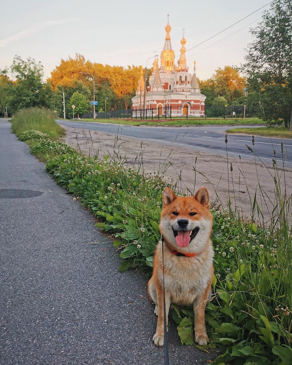Симба на фоне Никольского собора в персиковых лучах закатного солнца) 🍑