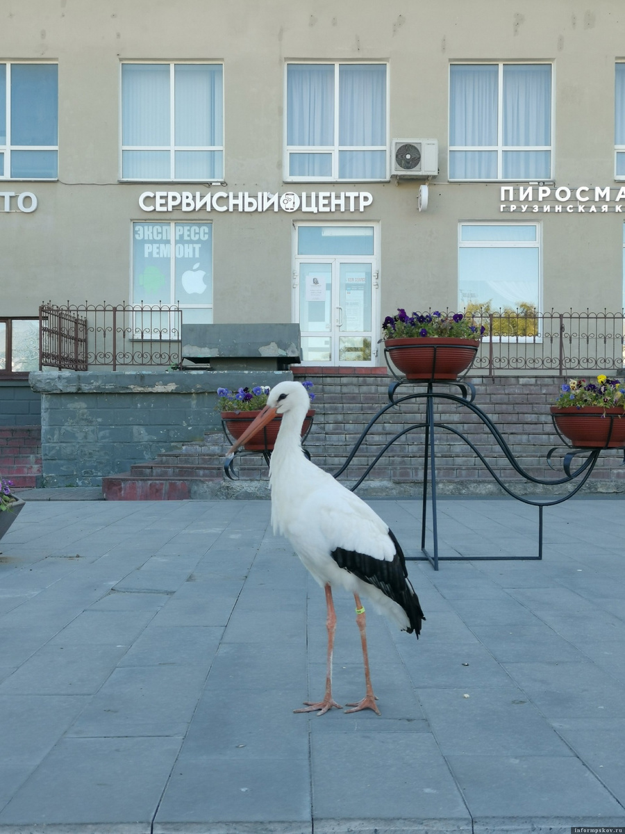 Гоша на остановке. Фото: Маргарита Пригожаева