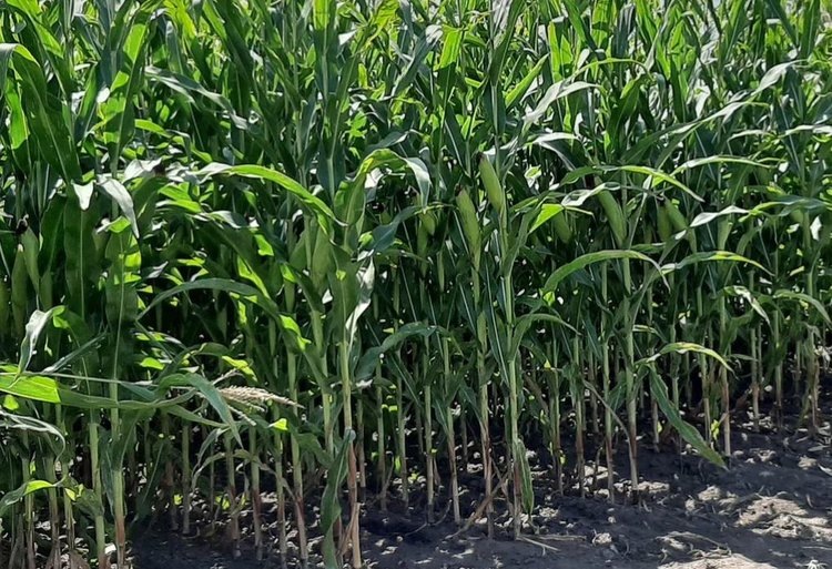    Почему ломается кукуруза и что с этим делать