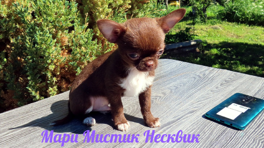 #миничихуахуа Несквик 89215950848 #купитьчихуахуа #продаю_щенка #chihuahualove #buypuppysellchihua