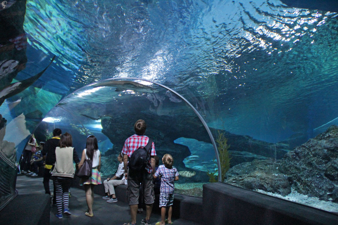 Зоопарк ялта. Алуштинский аквариум. Ялтинский океанариум. Ялтинский океанариум. Океанариум ялта интурист.