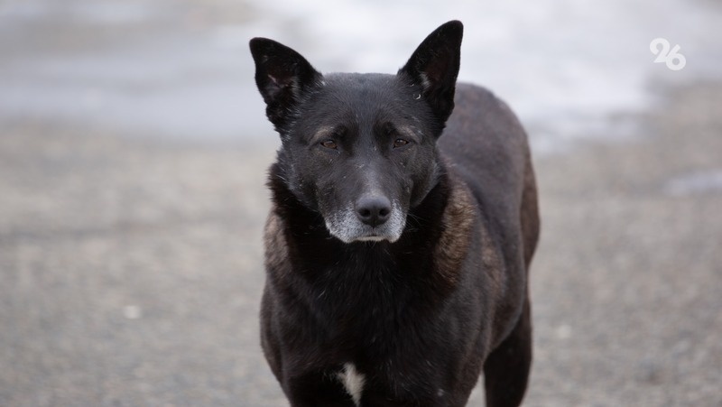      Фото: ИА «Победа26»