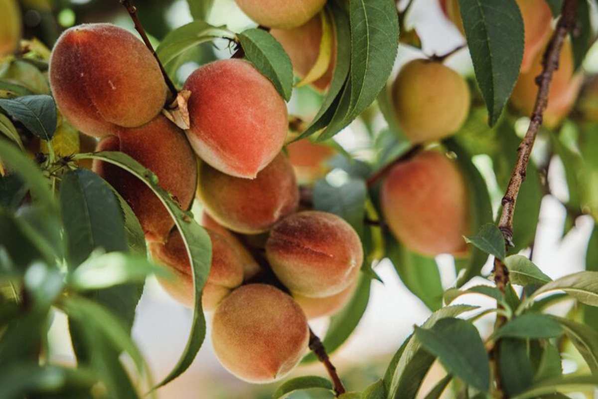Случается, что дерево выглядит внешне здоровым, но плоды начинают опадать, а у персика с хорошим урожаем вдруг оказывается поврежденный ствол.