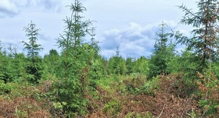    Комитет лесного хозяйства МО