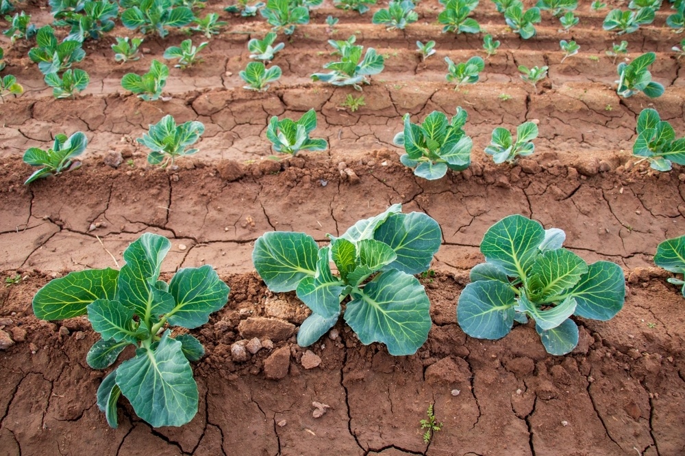   Таким грядкам мульча пошла бы на пользу