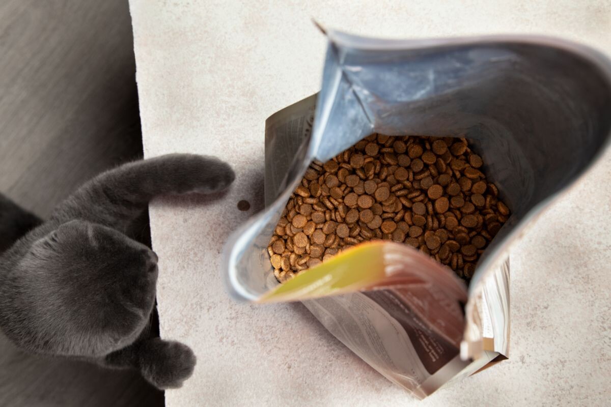 Кошка с промышленным кормом 