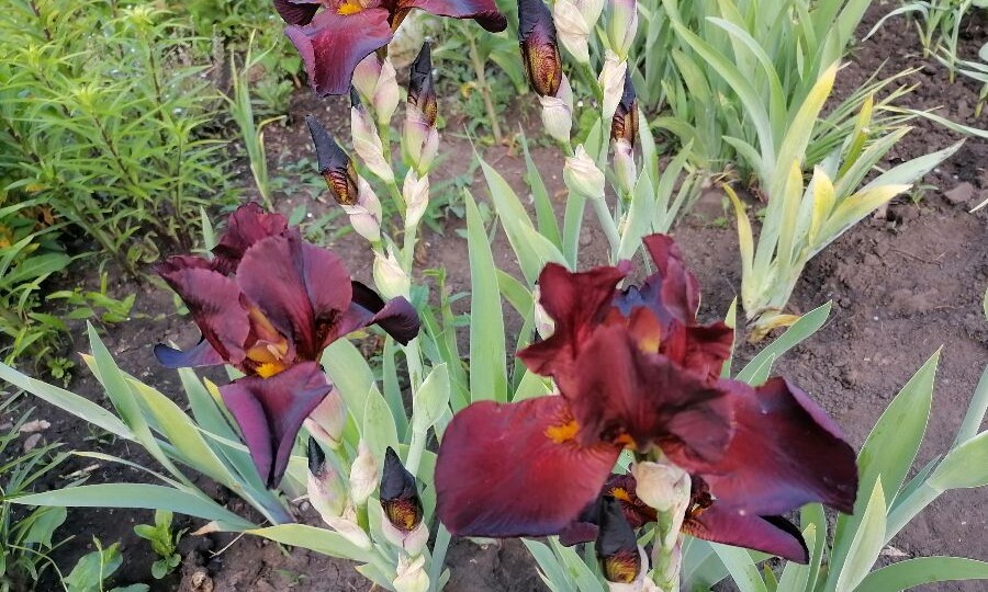 Как ухаживать за ирисами после цветения: обрезка, полив, подкормка и пересадка цветов