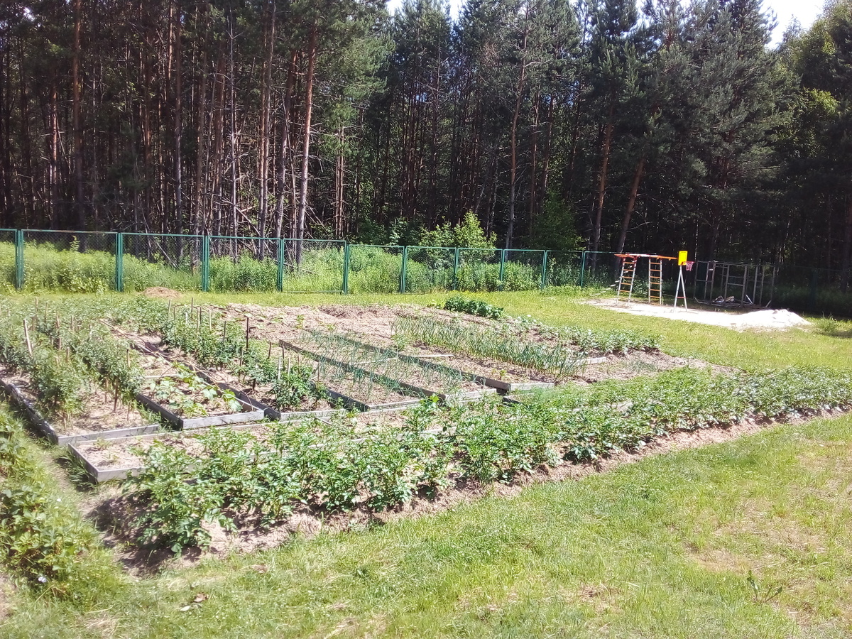 Вот такой огородик  в почти четыре сотки кормит нас почти целый год. Фото автора.