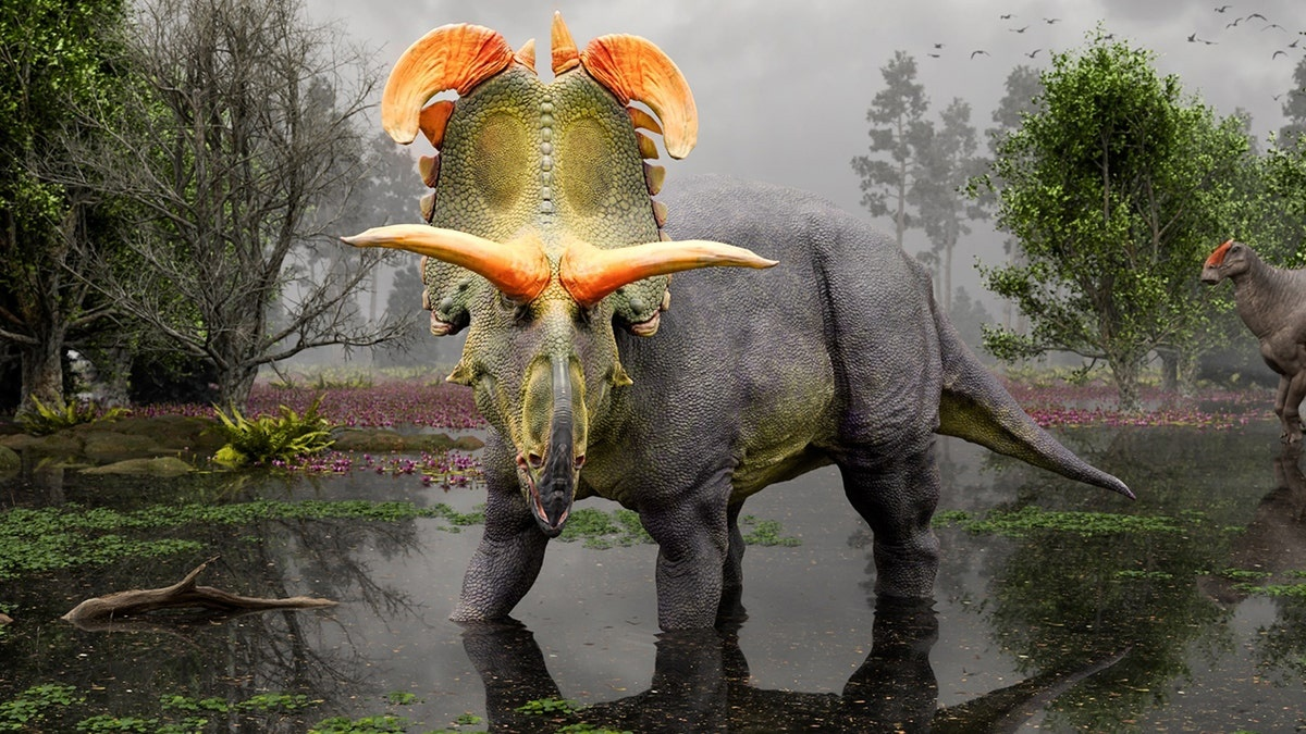 Lokiceratops rangiformis