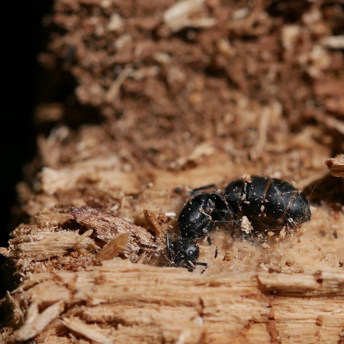Погибшая самка Camponotus vagus