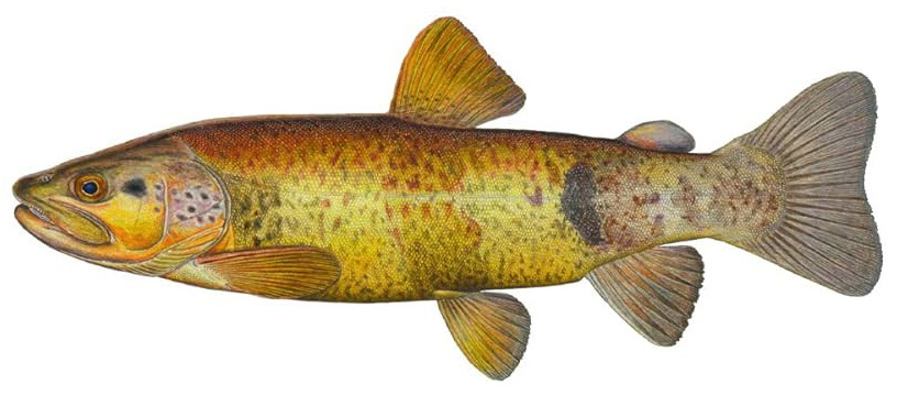 Salmo platycephalus