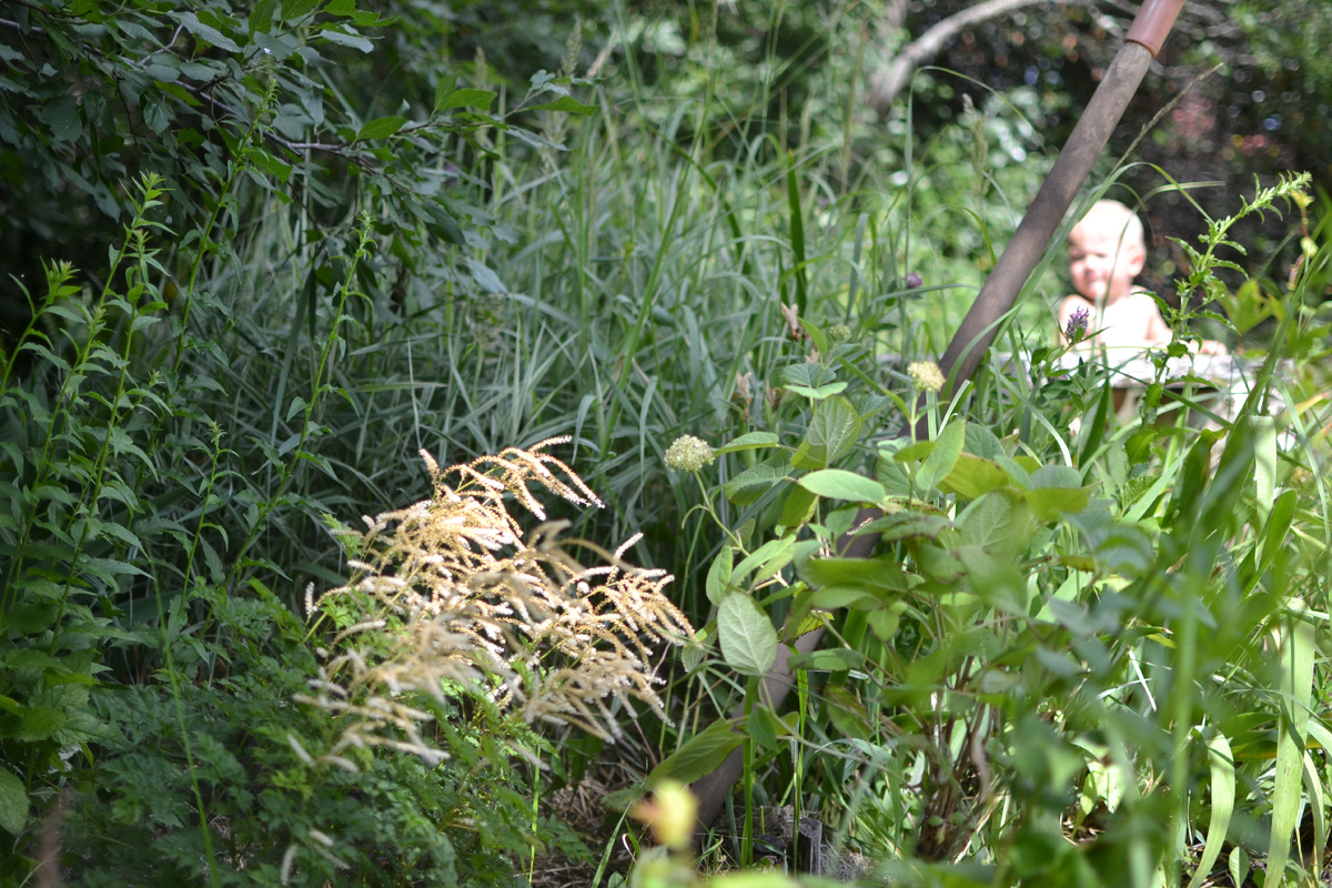 Копаю ямку в том месте, где уже давным-давно пора быть гортензии