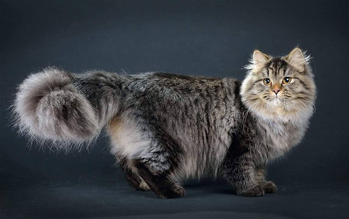По одной из версий сибирская кошка появилась не на территории Сибири, а берет свое начало в Азии.