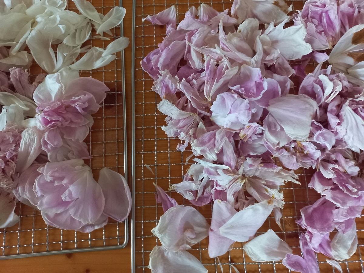 Лепестки пионов в сушке