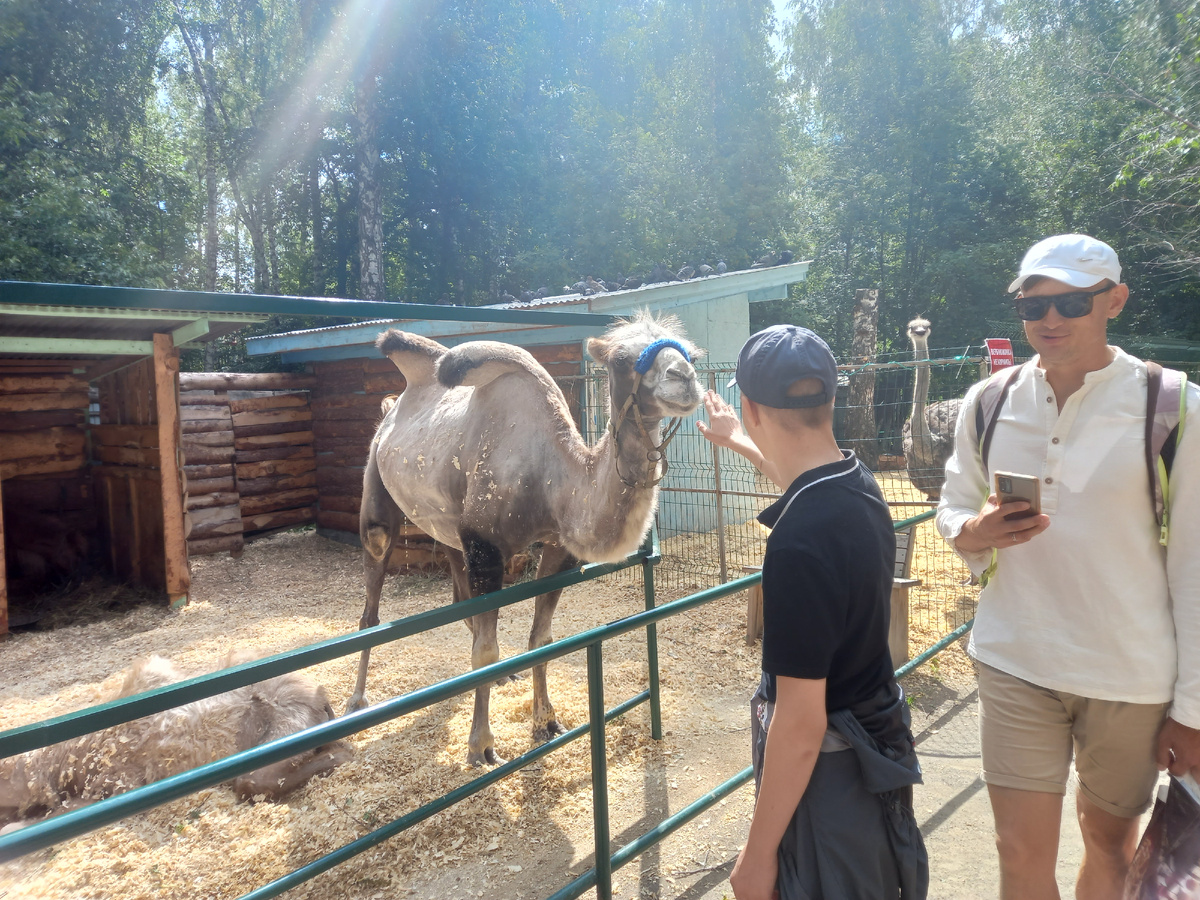 Березовая роща. Зоопарк.