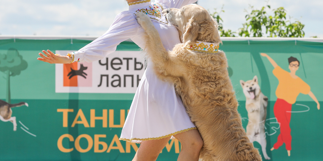 248 пород собак в одном месте – фото с выставки «Россия 2024»