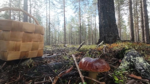 СТОЛЬКО БЕЛЫХ ГРИБОВ Я ЕЩЁ НЕ ВИДЕЛ. СБОР БОРОВИКОВ. МНОГО БЕЛЫХ ГРИБОВ