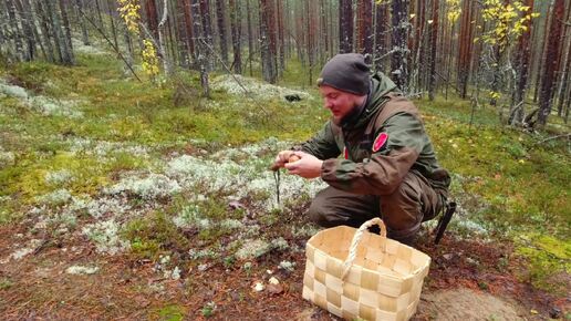 ТАКОГО ЕЩЁ НЕ БЫЛО. БЕЛЫЙ ГРИБ ВЕЗДЕ. ГРИБНИК ОБАЛДЕЛ ОТ УВИДЕННОГО