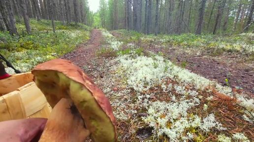 БЕЛЫЕ ГРИБЫ КРУГОМ. СБОР БОРОВИКОВ НА Беломошнике В ЭТИХ МЕСТАХ НИКОГО КРОМЕ МЕНЯ. ПОЛНАЯ КОРЗИНКА БЕЛЫХ ГРИБОВ