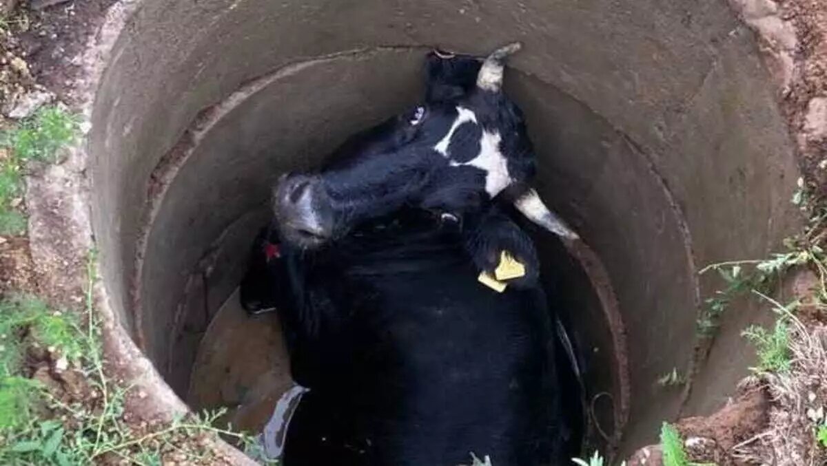     Источник: News Bash