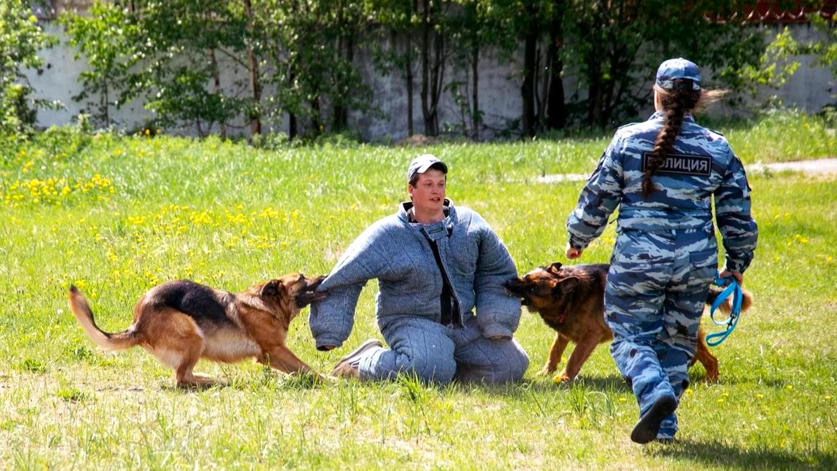    В Сургуте прошли окружные соревнования кинологов